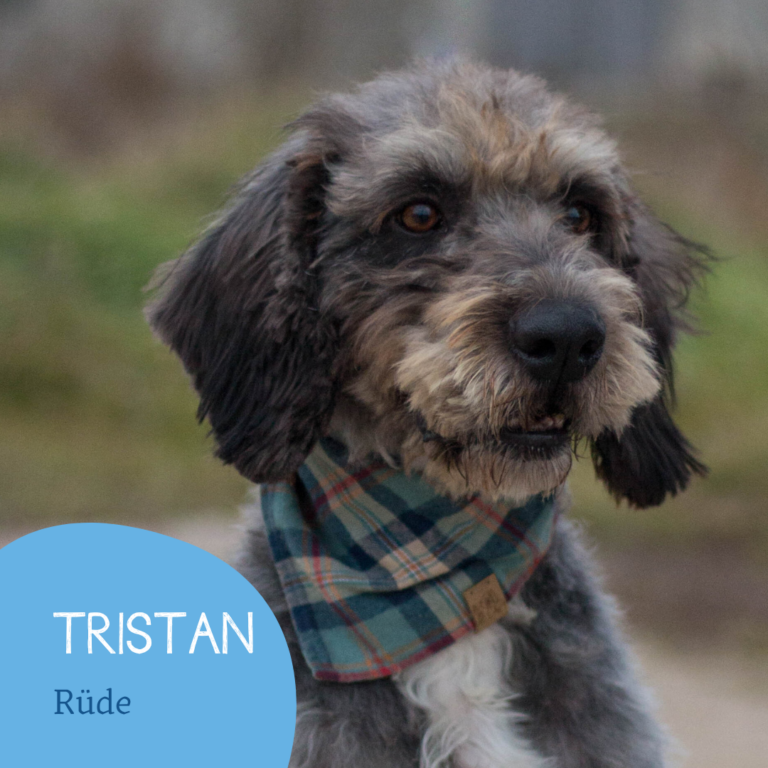 Read more about the article Tristan