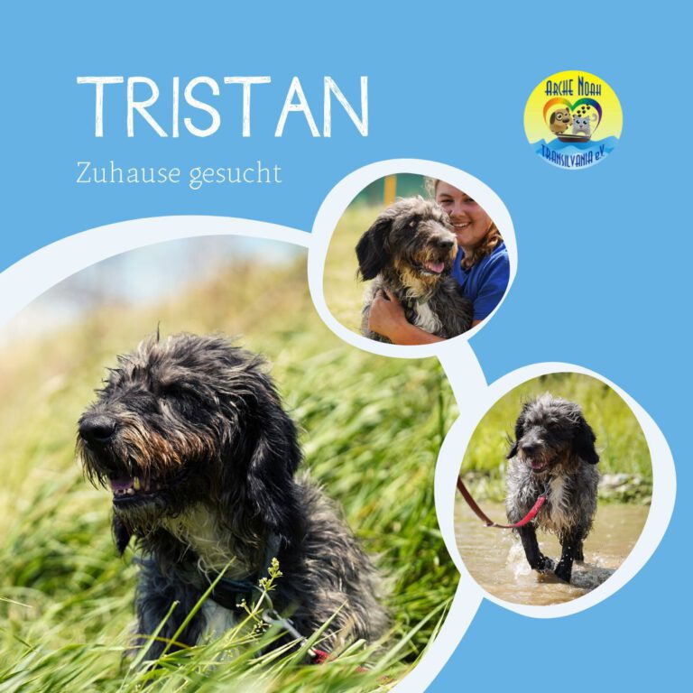 Read more about the article Tristan
