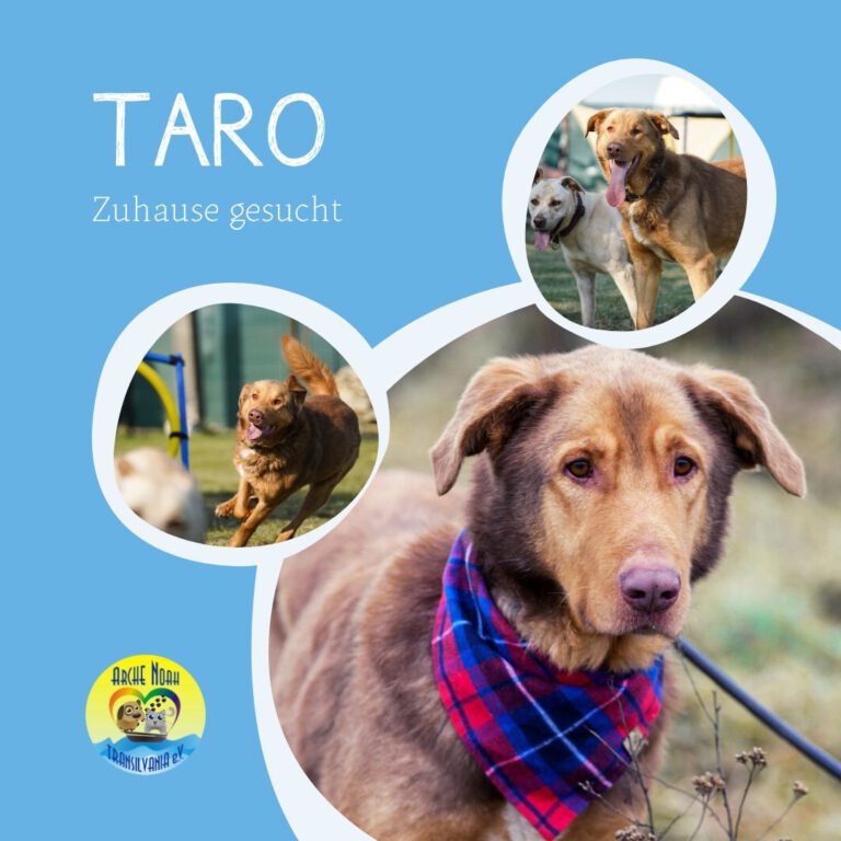 Read more about the article Taro