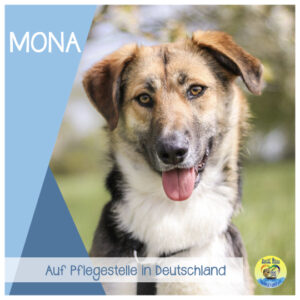 Read more about the article Mona  |auf PS in Deutschland + reserviert|