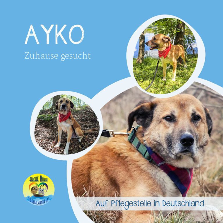 Read more about the article Ayko |auf PS in Deutschland|