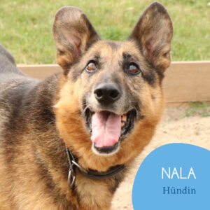 Read more about the article Nala