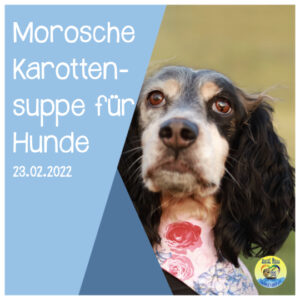 Read more about the article Morosche Karottensuppe für Hunde