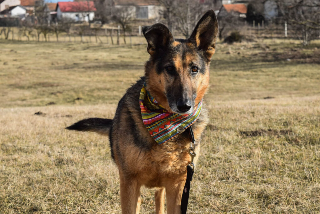 Nala_11