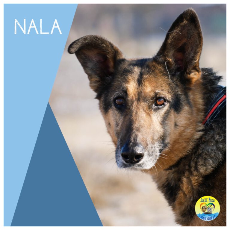 Read more about the article Nala