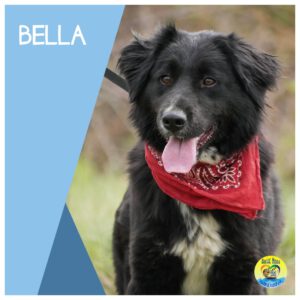 Read more about the article Bella