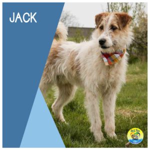 Read more about the article Jack |RESERVIERT|