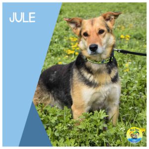 Read more about the article JULE |RESERVIERT|