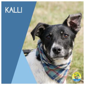 Read more about the article Kalli