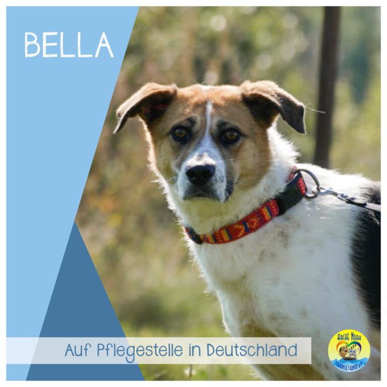 Read more about the article Bella |auf PS in Deutschland|