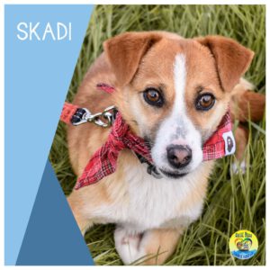 Read more about the article Skadi