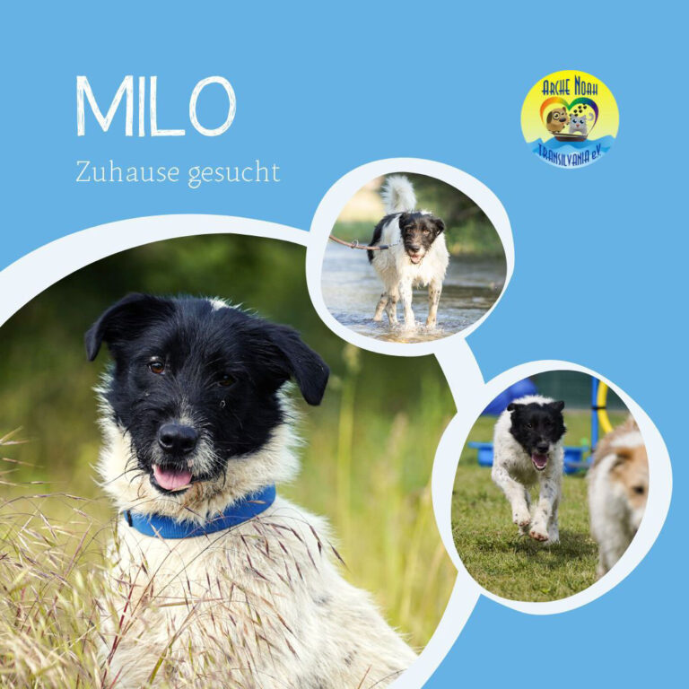 Read more about the article Milo