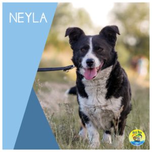 Read more about the article Neyla
