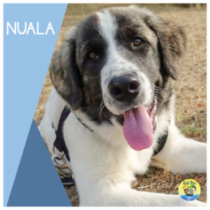 Read more about the article Nuala