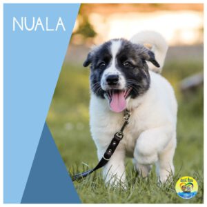 Read more about the article Nuala