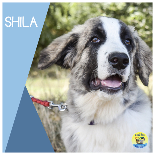 Read more about the article Shila