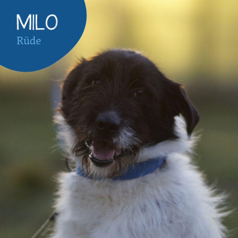 Read more about the article Milo