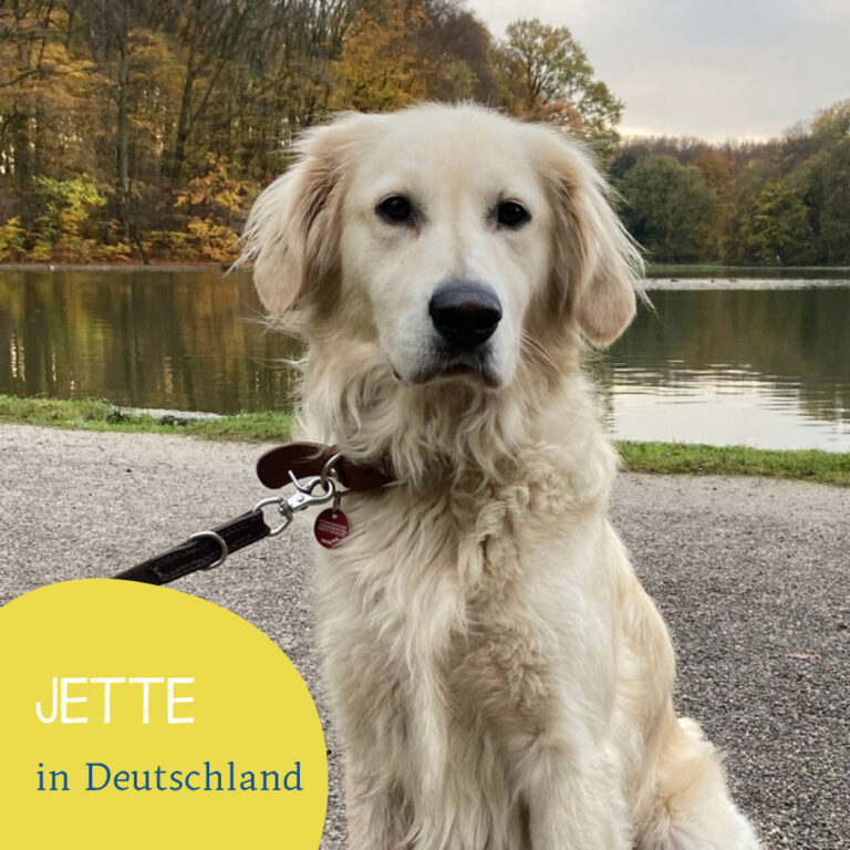 Read more about the article Jette I Auf Pflegestelle in Deutschland
