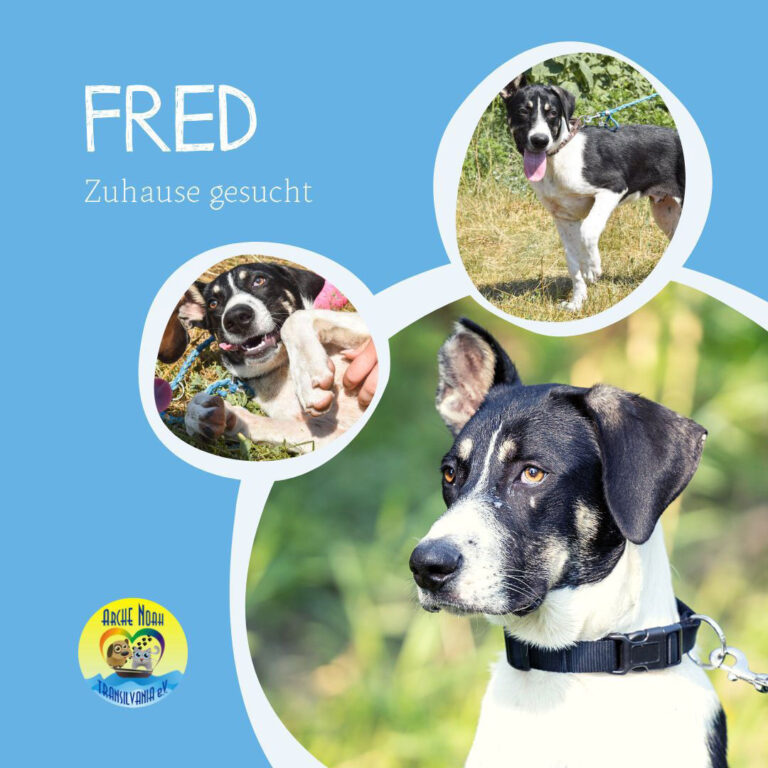 Read more about the article Fred