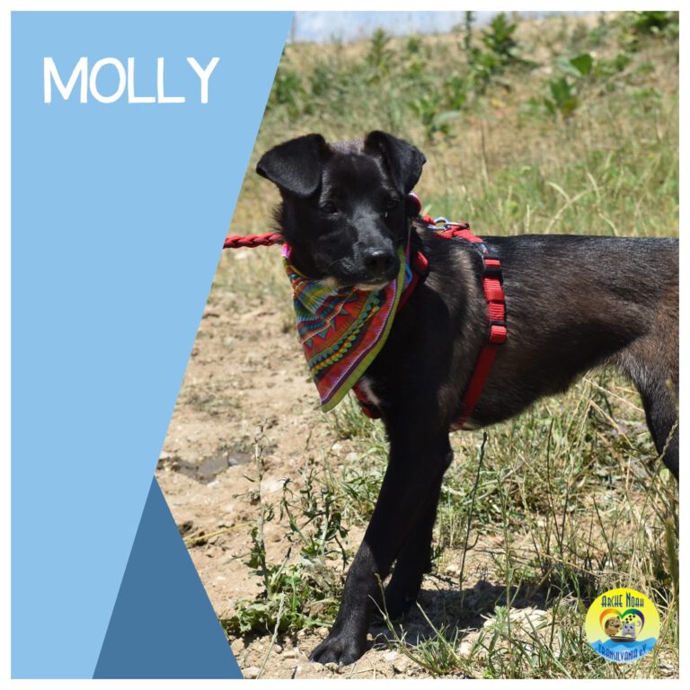 Read more about the article Molly