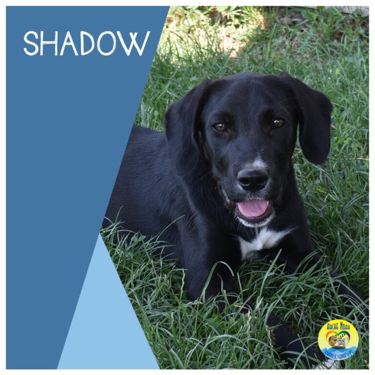 Read more about the article Shadow |Reserviert|