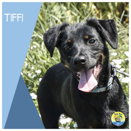 Read more about the article Tiffi