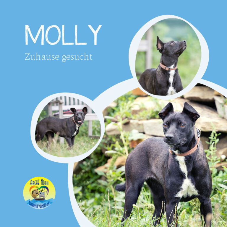 Read more about the article Molly