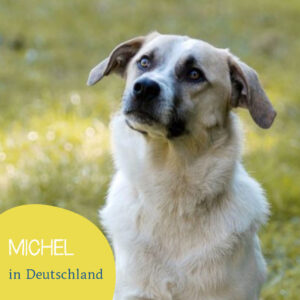 Read more about the article MICHEL