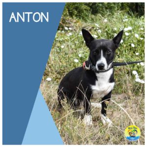 Read more about the article ANTON