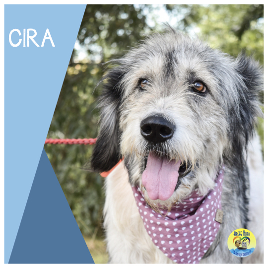Read more about the article CIRA