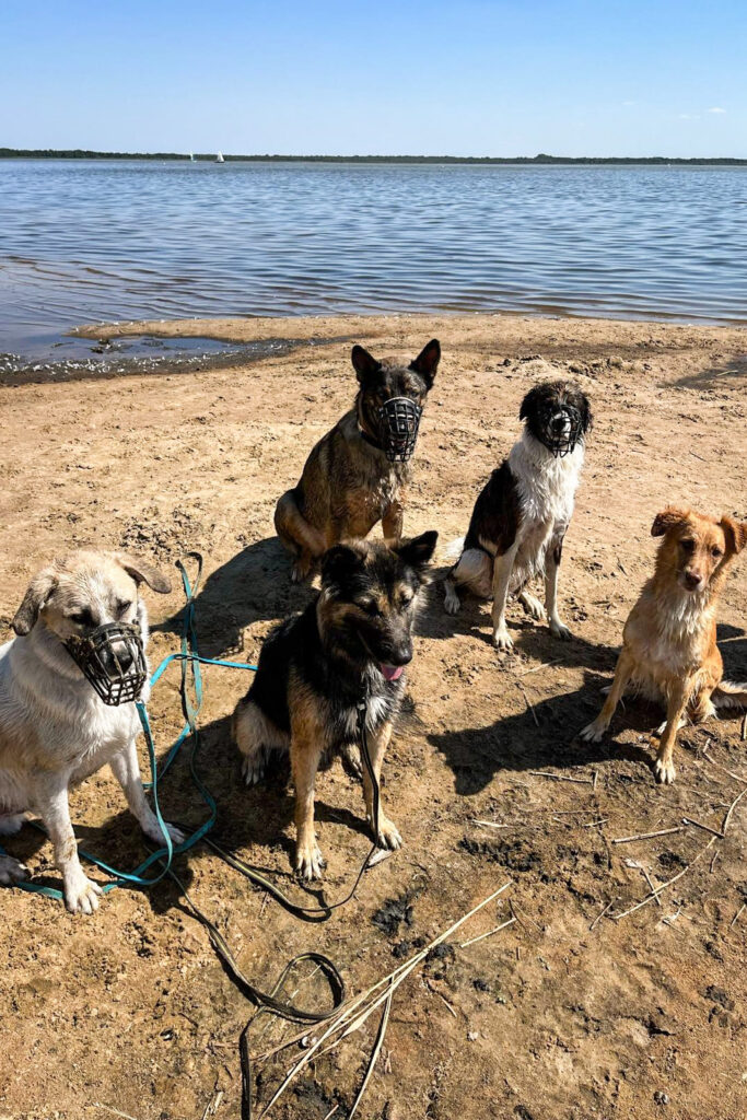 Odin mit Hundegruppe am strand
