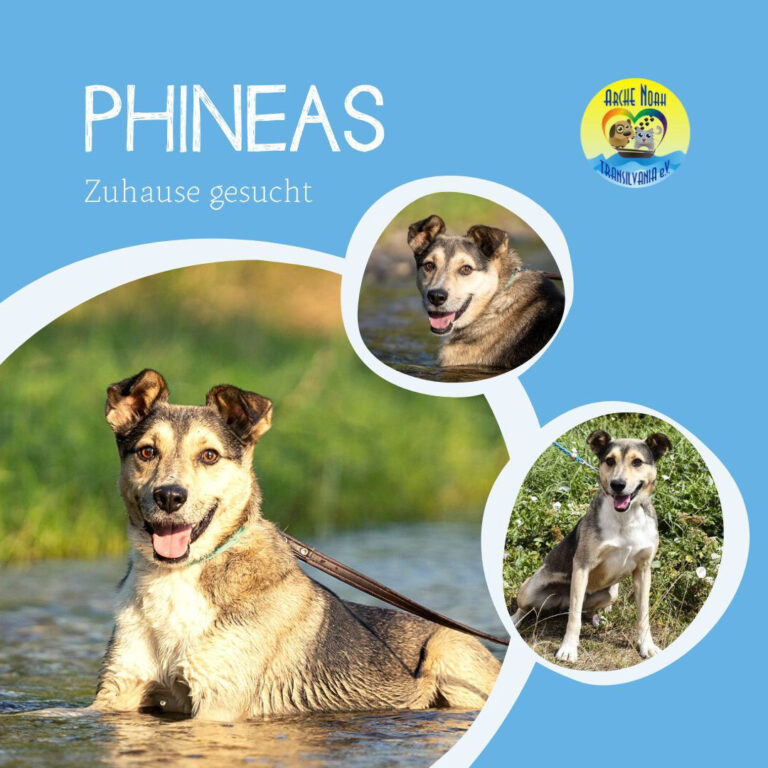 Read more about the article PHINEAS