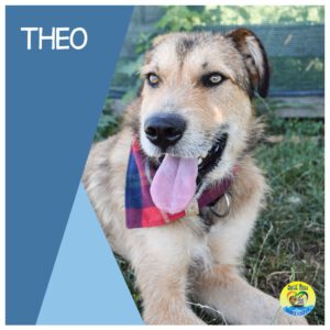 Read more about the article Theo