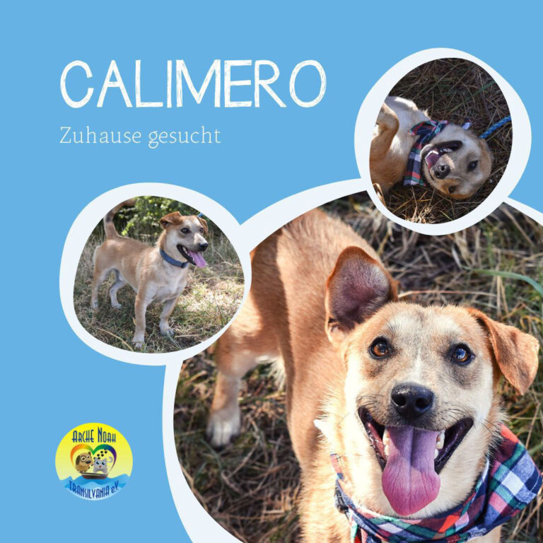 Read more about the article CALIMERO