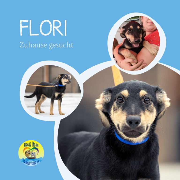 Read more about the article Flori