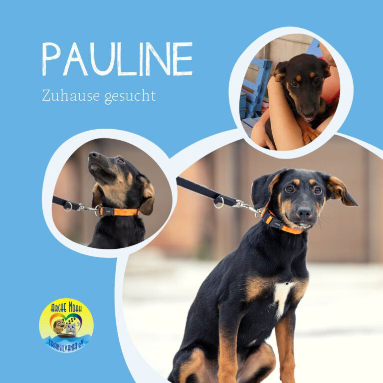 Read more about the article Pauline