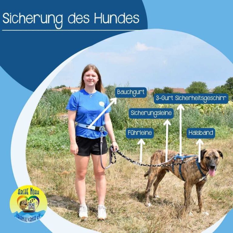 Read more about the article Sicherung des Hundes