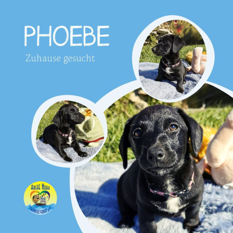 Read more about the article Phoebe