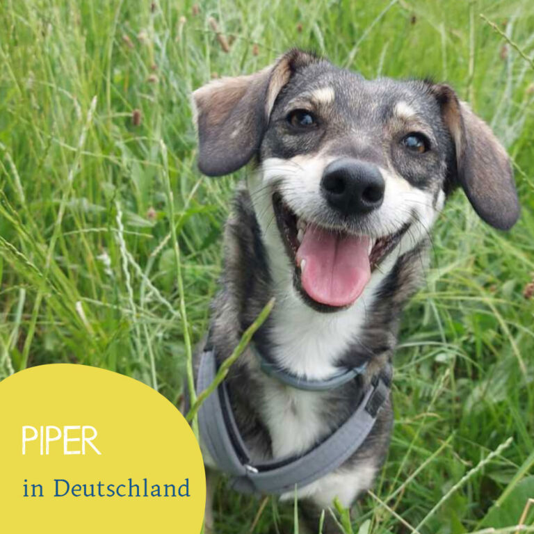 Read more about the article PIPER