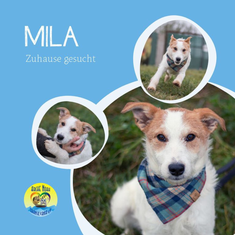 Read more about the article MILA