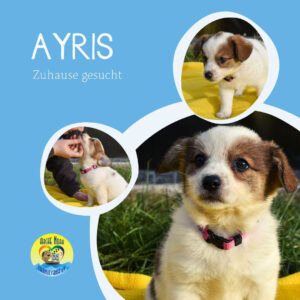 Read more about the article AYRIS