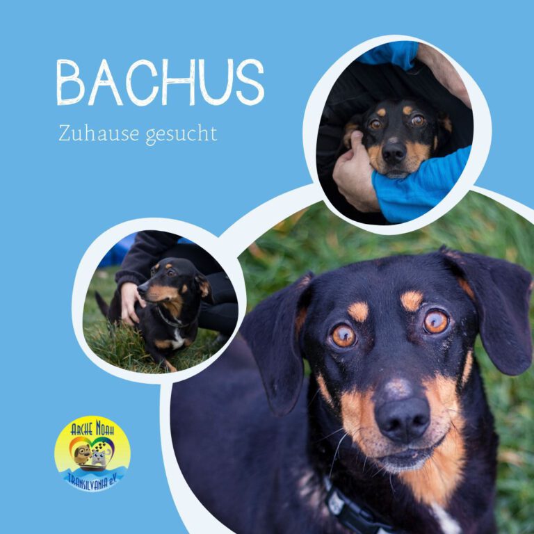 Read more about the article Bachus
