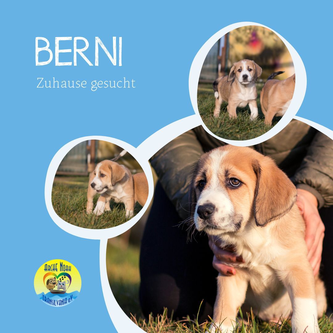 Herdenschutzhund / Mix Berni
