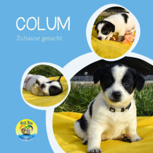 Read more about the article COLUM