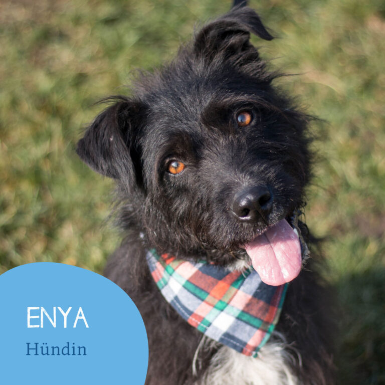 Read more about the article ENYA