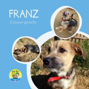 Read more about the article Franz