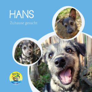 Read more about the article Hans
