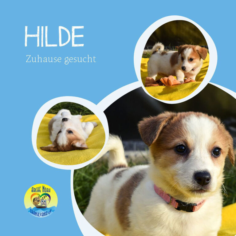 Read more about the article HILDE