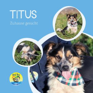 Read more about the article TITUS