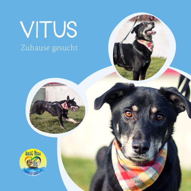 Read more about the article VITUS